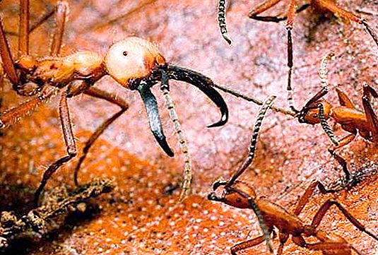 Nomadische Ameisen: Beschreibung, Merkmale, interessante Fakten und Bewertungen