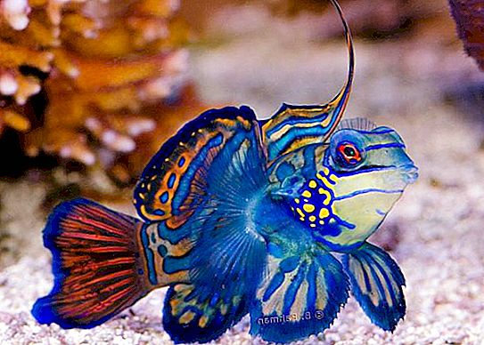 Krásne ryby: druh, názvy. Najkrajšia ryba na svete
