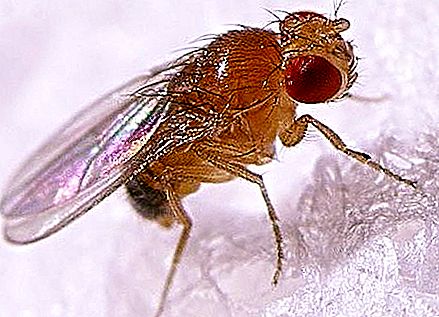 Who are Drosophila? How do flies appear in a house?