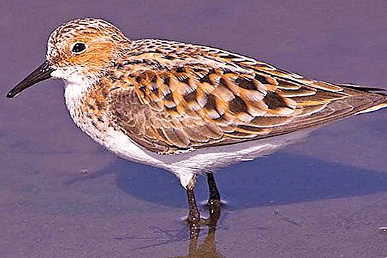 Sandpiper (madár): leírás, élőhely, táplálkozás