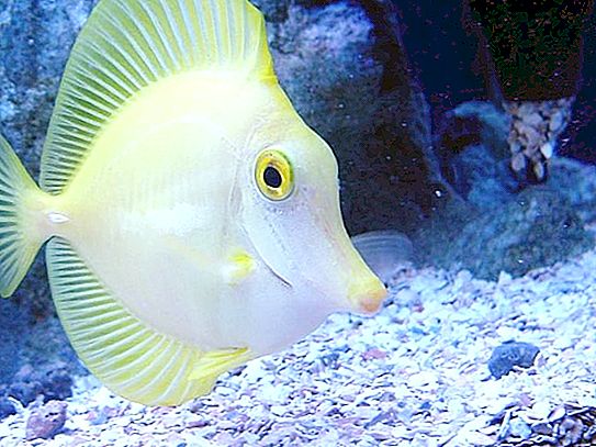 मछली चुप क्यों हैं और क्या यह वास्तव में ऐसा है?