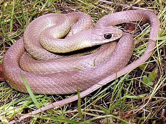 Cobra - uma cobra venenosa