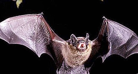 Šikšnosparniai - šiaurinė oda