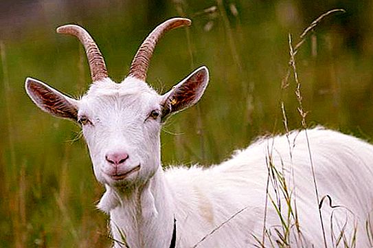 Signs of goat hunting: description, duration and interesting facts