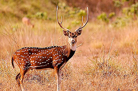 Axis sika deer - واحدة من أجمل الغزلان في العالم.
