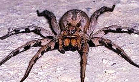 Den farligste edderkop i verden (foto)