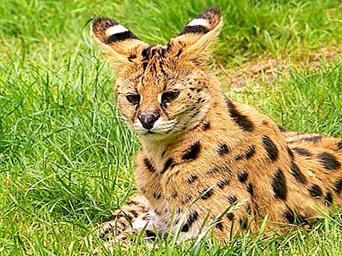 Serval (kedi): açıklama, karakter, fotoğraf. Evde Serval Cat Serval