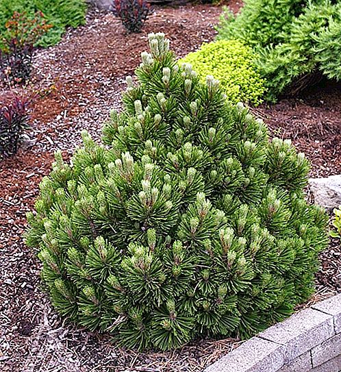 Geldreich pine: description, photo, use