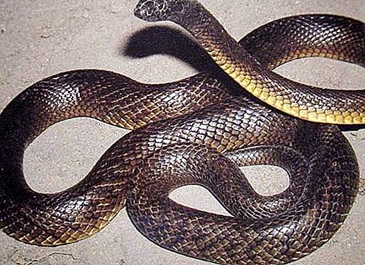 Jedovatý druh hada