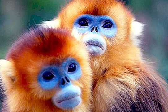 Khỉ vàng - một con thú bí ẩn đến từ Trung Quốc