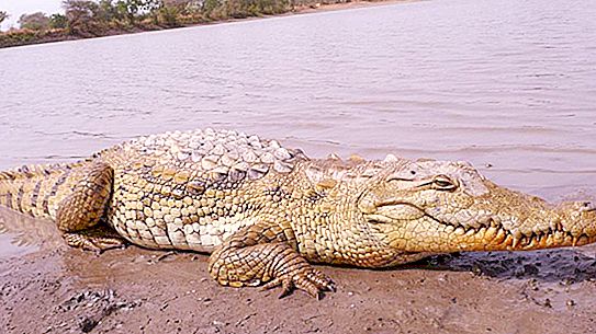 非洲鳄鱼：种类，分布