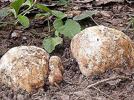 White truffle: paglalarawan, tirahan, kakayahang umangkop