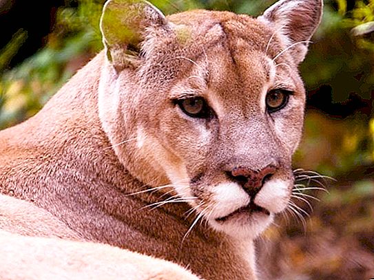 Nådig cougar - et dyr, der kan stå op for sig selv