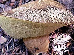 Houbová houba: popis, distribuce, složení