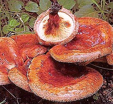 Funghi porcini - commestibili o velenosi?