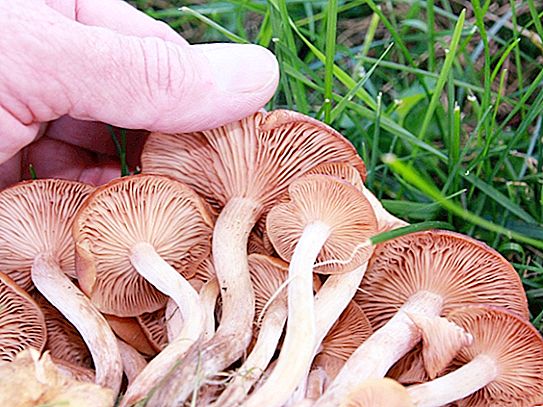 허니 버섯 : 설명, 위험한 이중, 자라는 곳과 수집시기