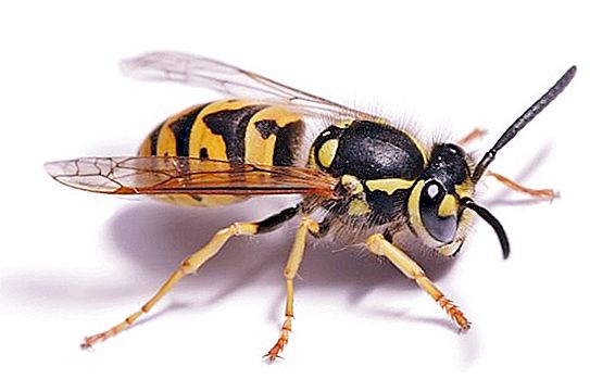 Hvordan en hveps bider: det perfekte våben
