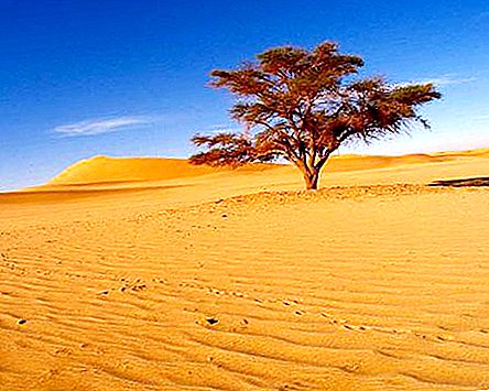 Hvad er den største ørken i verden? Interessante fakta om den største ørken