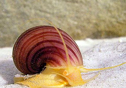 Fresh snail: ano ang panganib na ito?