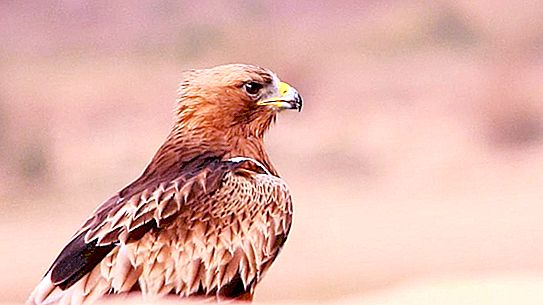 Орел птица: местообитание и начин на живот