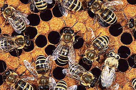 Пчелите работници са кой? Какъв пол е работещата пчела? Съставът на пчелното семейство