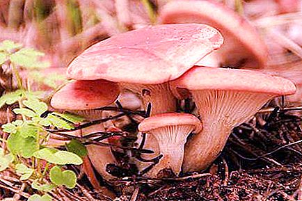Ginger pine: description of where to grow, when to collect. Mushrooms mushrooms
