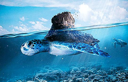 Suurin kilpikonna - kuvaus, ominaisuudet ja elinympäristö