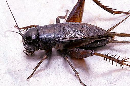 Crickets: what to eat outdoors and at home