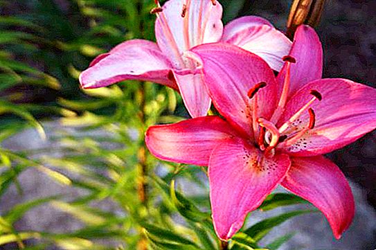 Oriental lilies: description and photo