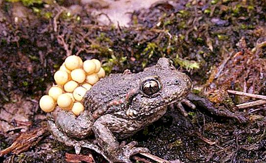 Акушерска жаба - интересно животно