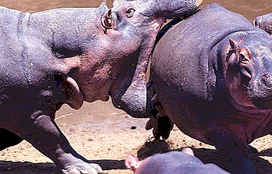 Hipopotam și hipopotam: diferențe și asemănări ale acestor mamifere