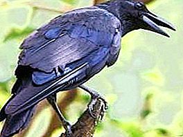 الغراب الأسود - الطيور المخيفة الحكيمة