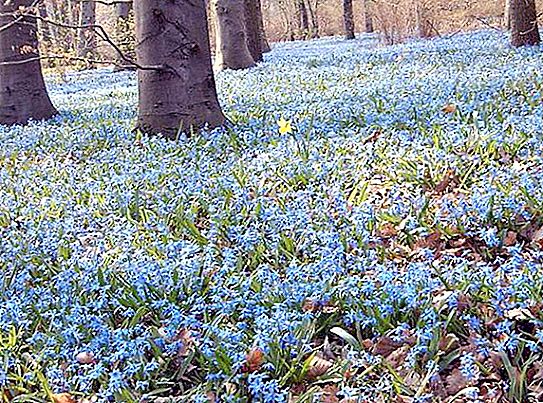 Bunga Bluebell: tumbuh, deskripsi