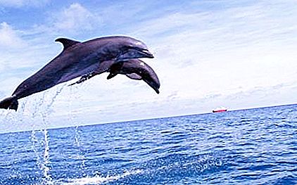 A delfin a Fekete-tenger. Delfinek