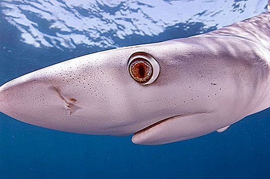 Sự thật thú vị về cá mập: mô tả, thông số kỹ thuật và hình ảnh