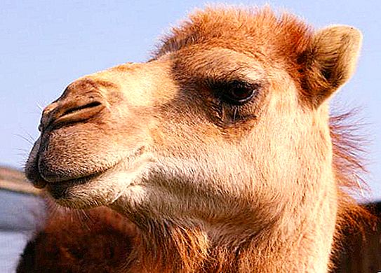 Τι είδους καμήλες υπάρχουν;