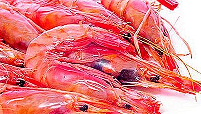 Chili krevety: popis a fotografie
