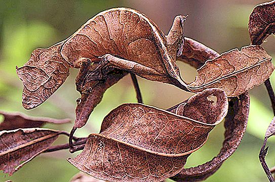 Blattschwanzgecko: Lebensraum, Brut, Artenmerkmale und Beschreibung mit Foto