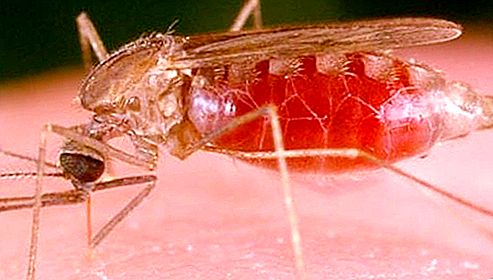 Malaria mosquito. Why is his bite dangerous?