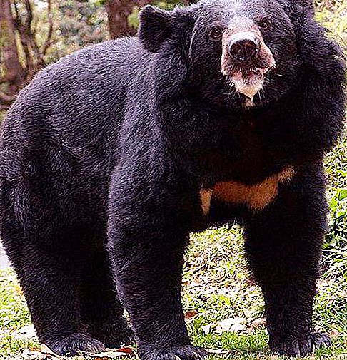 Gubach Bear - an animal with an unusual appearance and strange habits