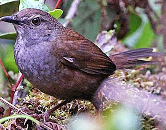 Aanvulling op het podium: vijf nieuwe zangvogelsoorten ontdekt in de bossen van Indonesië