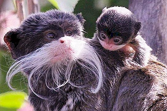 Маймунски императорски тамарин: особености на вида, местообитание, хранене