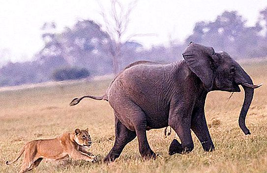 事实证明这太艰难了：一群大象保护他的亲戚免受狮子的袭击