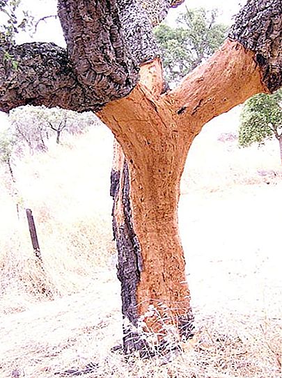 Cork tree: the only flora
