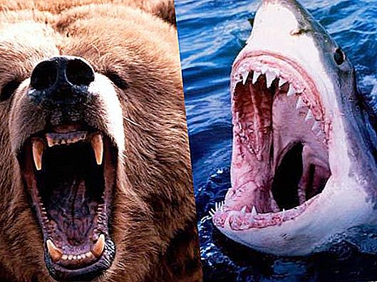 Lavora per l'analista: chi è più forte - uno squalo o un orso