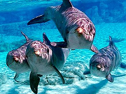 De mest intressanta fakta om delfiner. Intressanta fakta om delfiner för barn