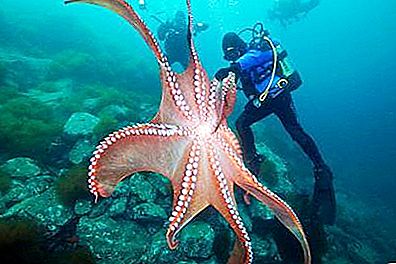 महासागर के सबसे रहस्यमय निवासी: विशाल ऑक्टोपस