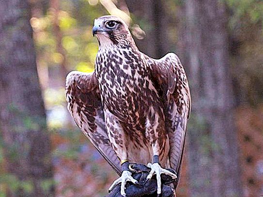 Falcon Saker Falcon: fotos i descripció