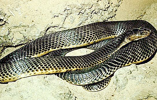 Kesk-Aasia kobra: kirjeldus, aretus, kus ta elab