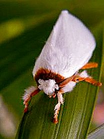 Venezuelan poodle moth. The newfound wonder of nature?
